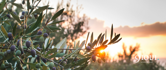 LE PROPRIETA' COSMETICHE DELL'OLIO EXTRA VERGINE DI OLIVA